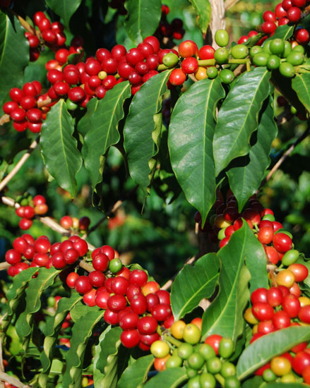   Xuất khẩu cà phê Việt Nam tháng 4 tăng gần gấp đôi 